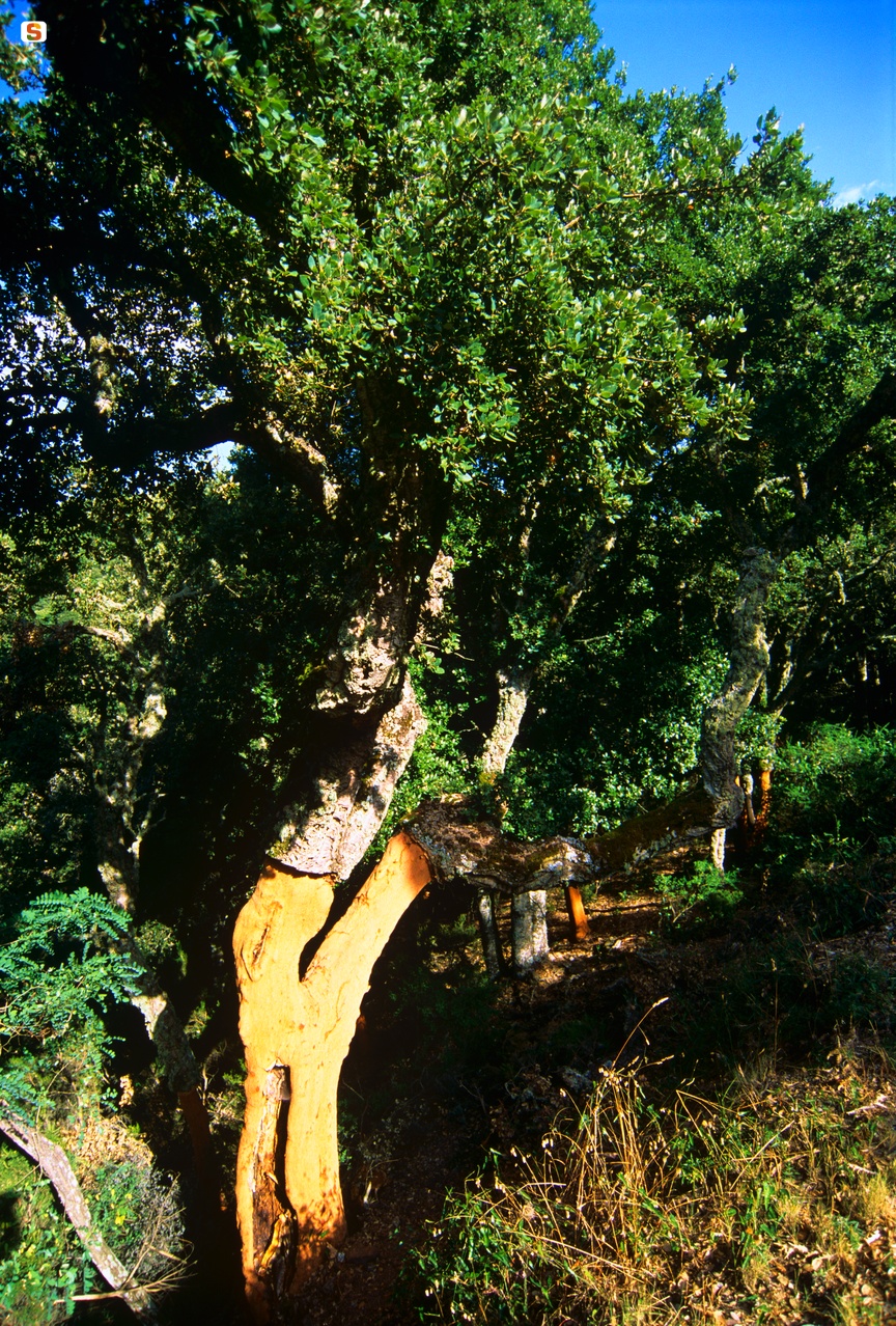 Monte Pisanu. Quercia da sughero - Quercus suber - sul Monte Rasu