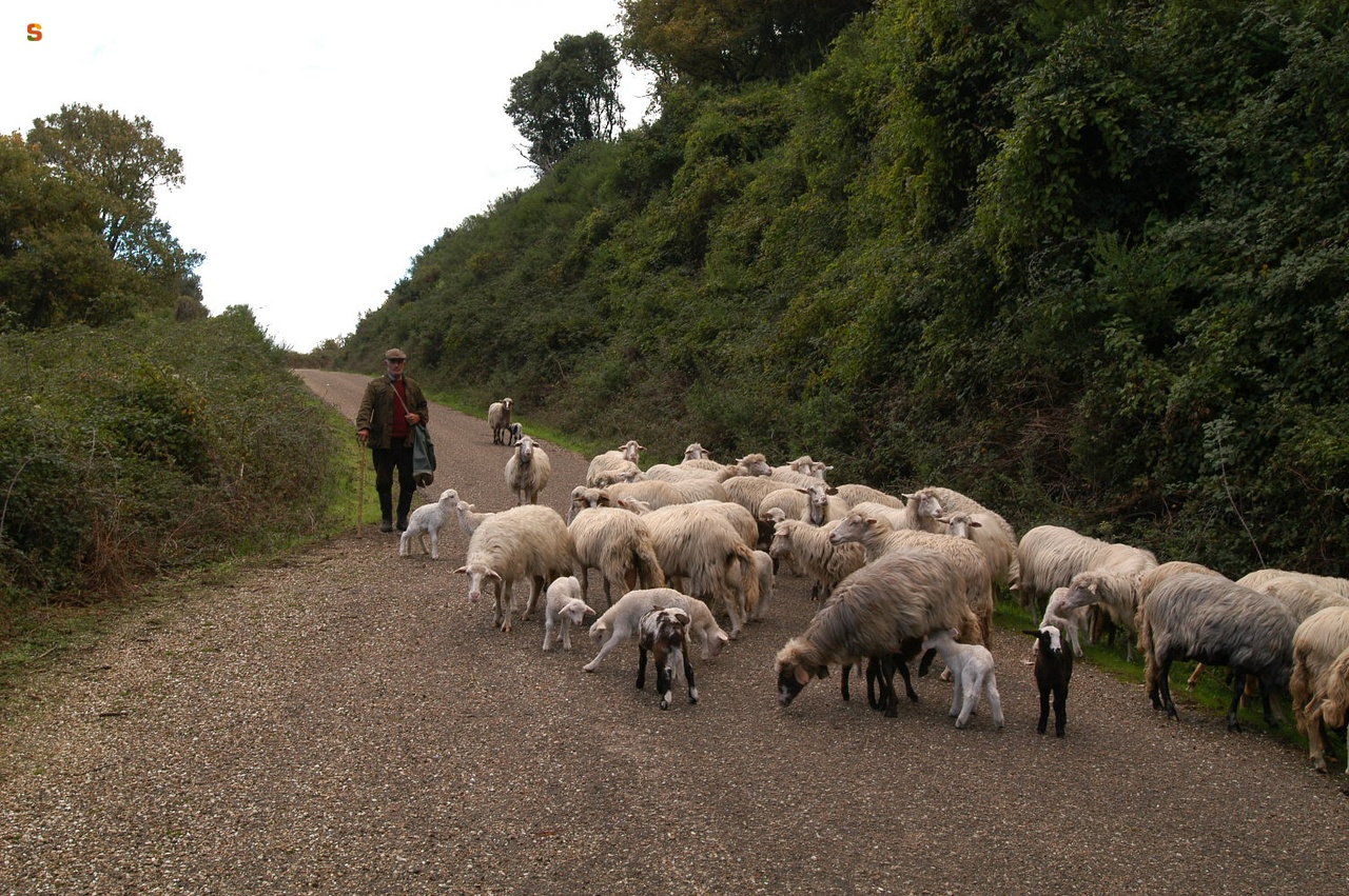 Seneghe, gregge di pecore