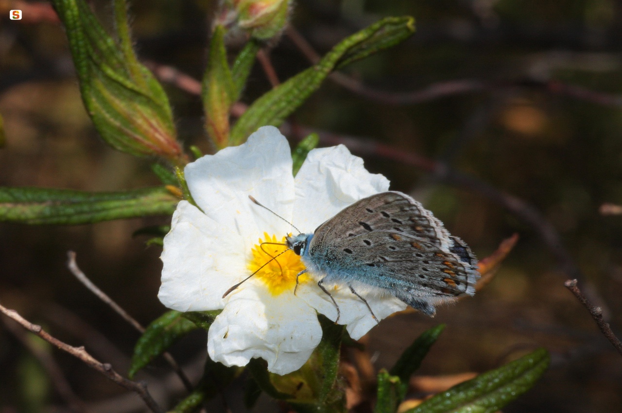 Argo blu su fiore di cisto
