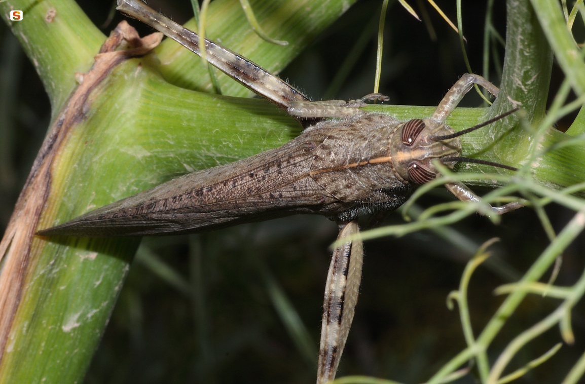 Locusta egiziana