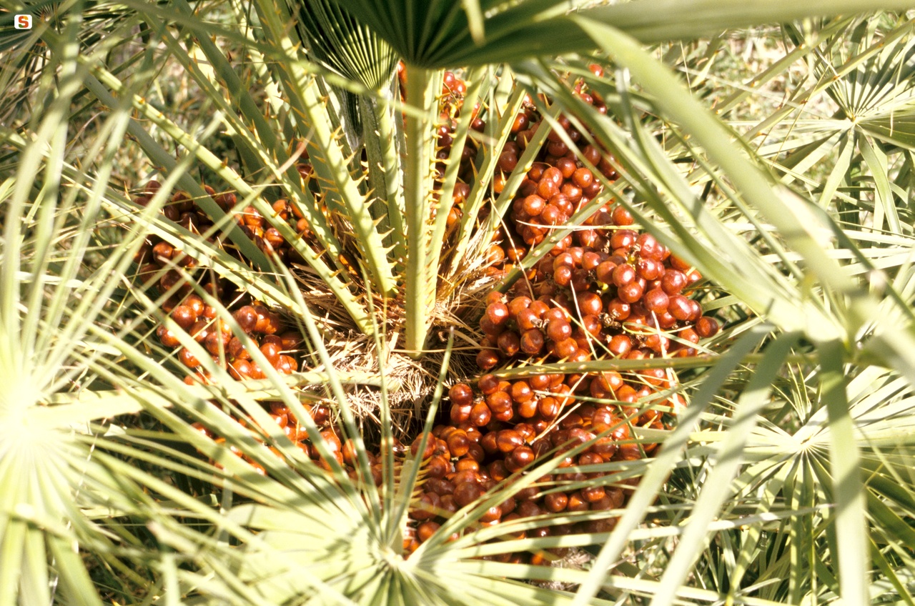 Frutti quasi maturi della Palma nana