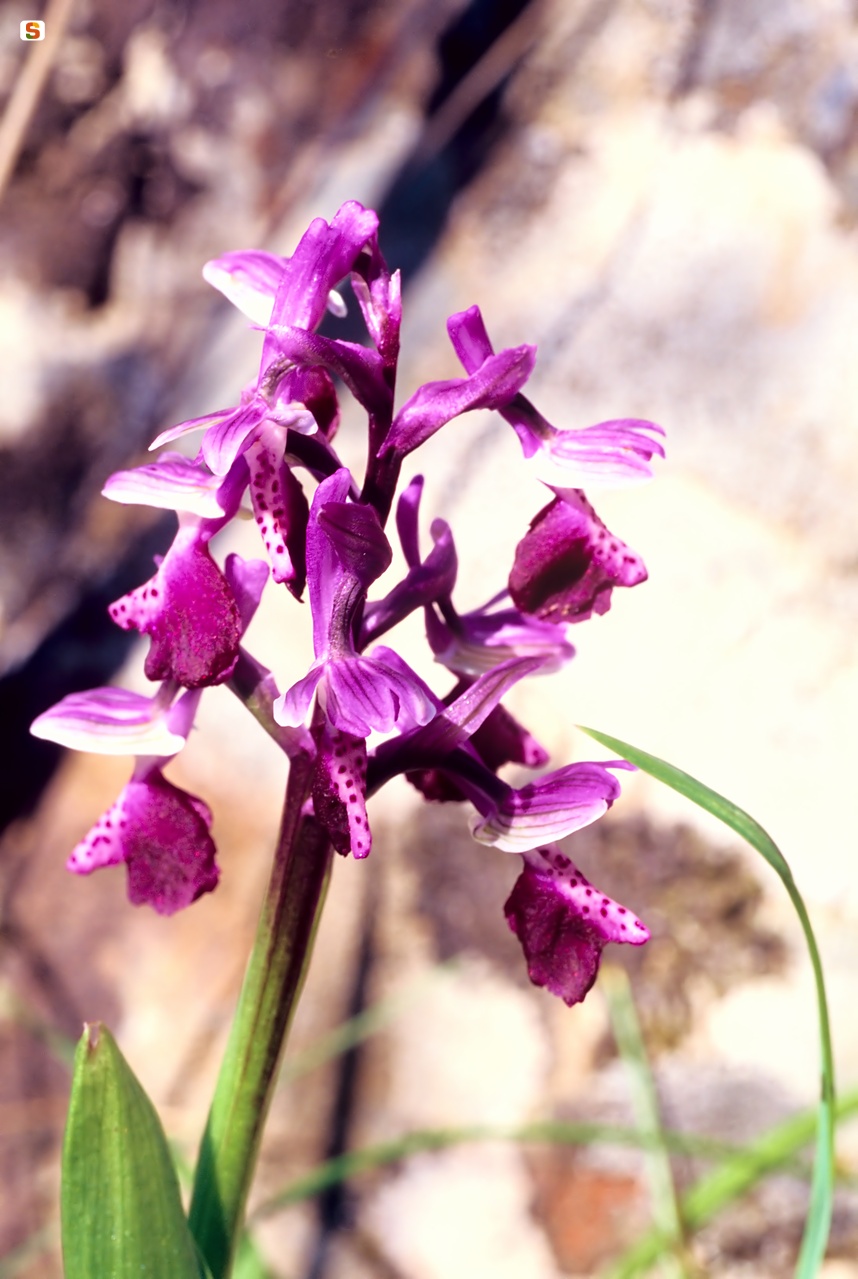 Orchide cornuta