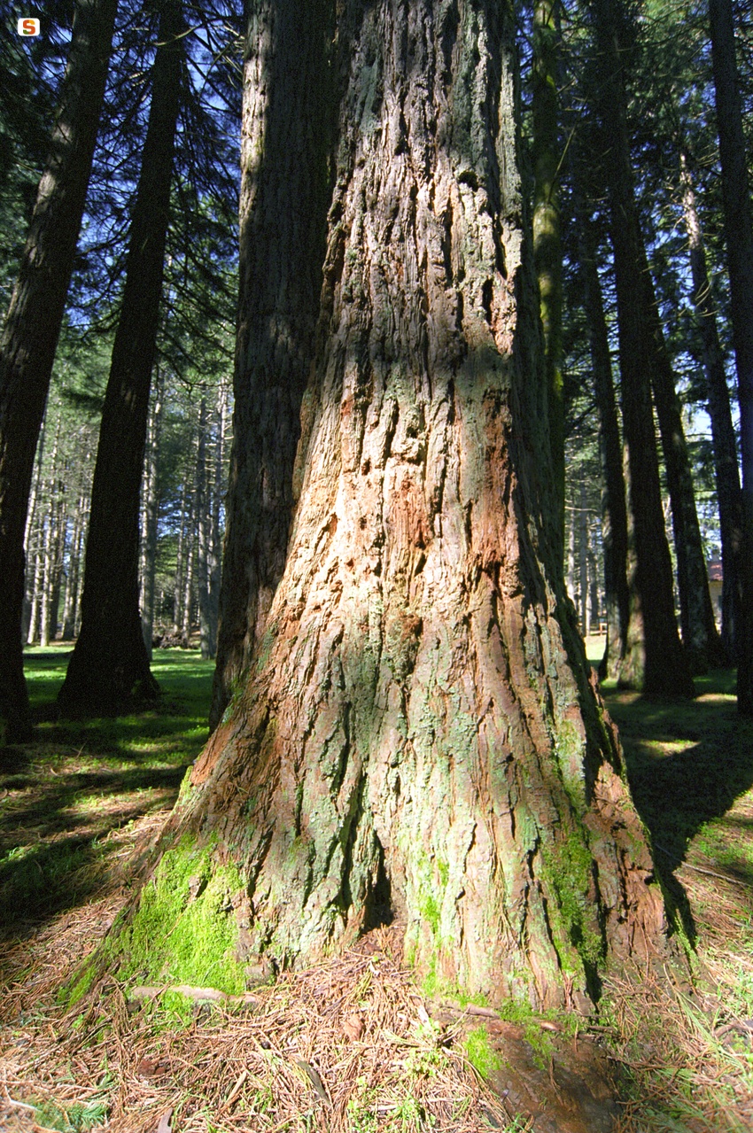Sequoia della California - Sequoia Sempervirens