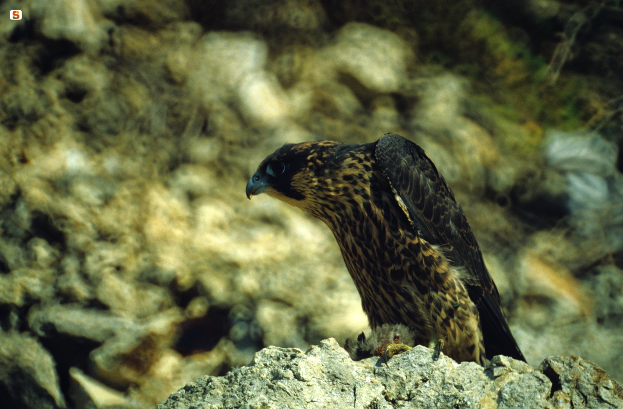 Falco Pellegrino Giovane