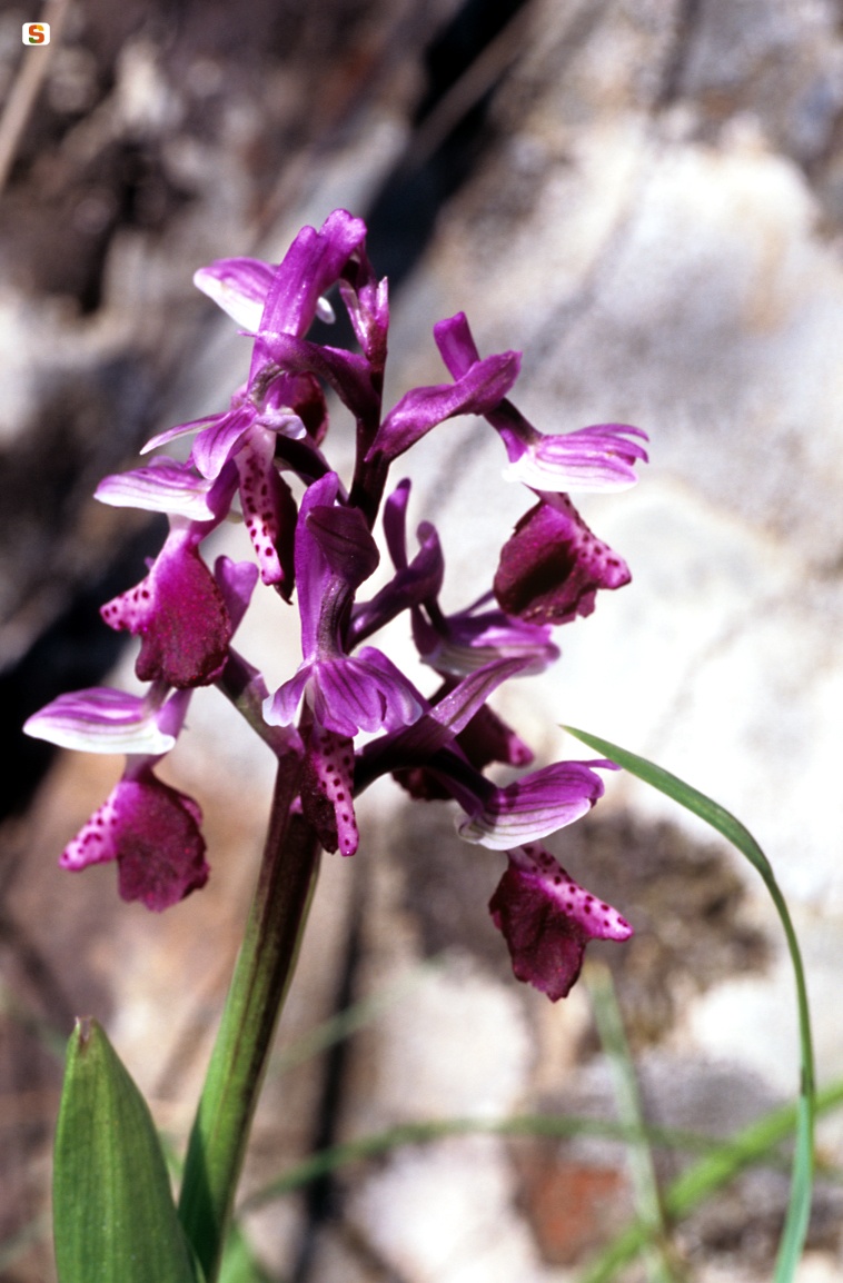Orchidea cornalunga