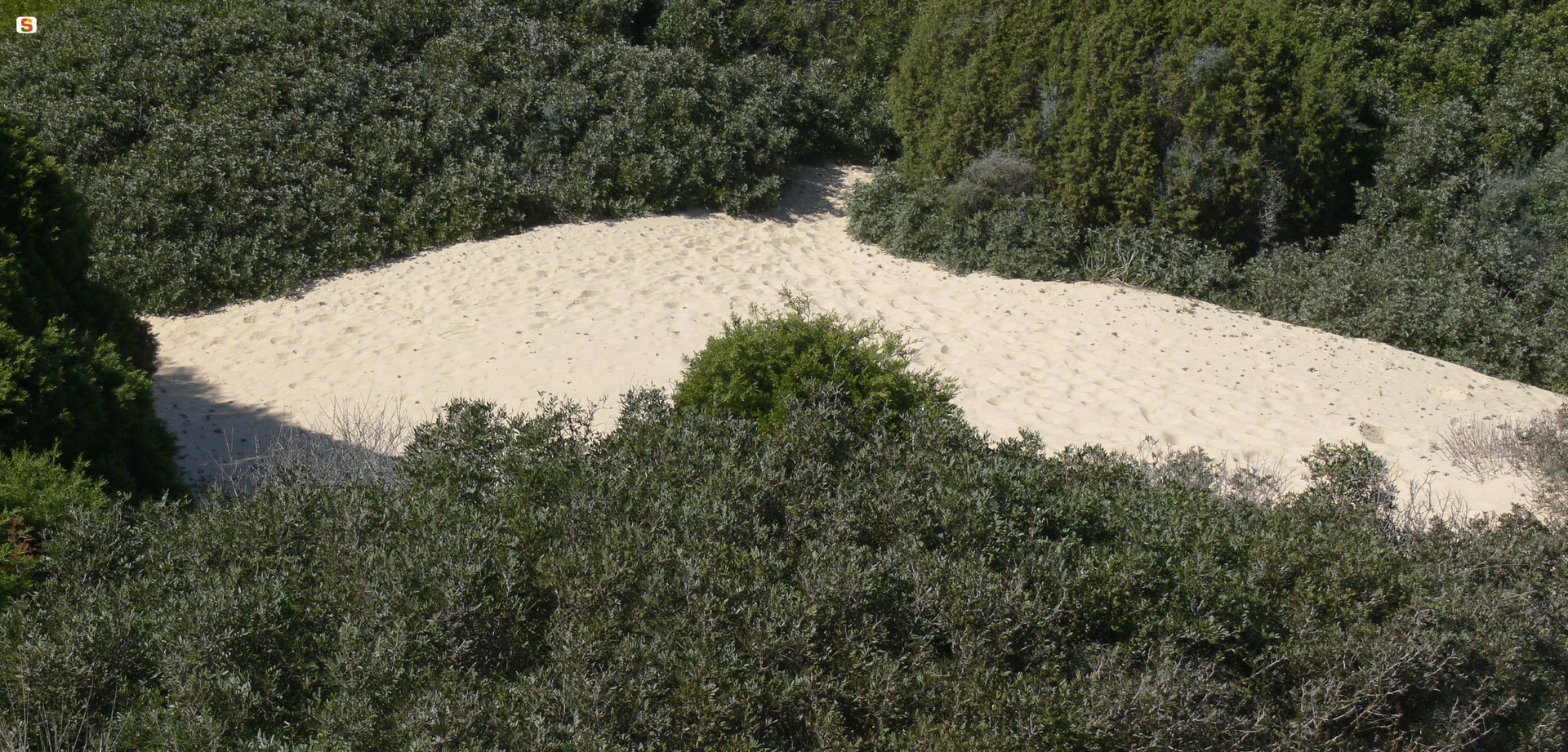 Dune di Chia, macchia mediterranea